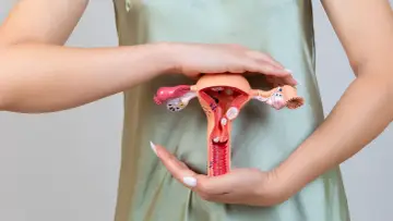 Model anatomiczny narządów rodnych kobiety z widoczną szyjką macicy, trzymany przez dłonie.