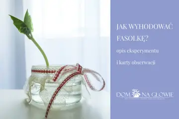 Hodowla fasoli na gazie: młoda roślinka w słoiku ozdobionym wstążkami. Tekst: "Jak wyhodować fasolkę?".