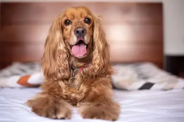 Cocker spaniel angielski, waga idealna, leży na łóżku z językiem na wierzchu.