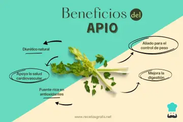 El apio, con sus múltiples propiedades, es un diurético natural, aliado para el control de peso, apoya la salud cardiovascular y mejora la digestión.