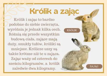 Kiedy jest dzień królika, warto poznać różnice między nim a zającem. Na zdjęciu widać królika i zająca, które choć podobne, mają odmienne cechy.
