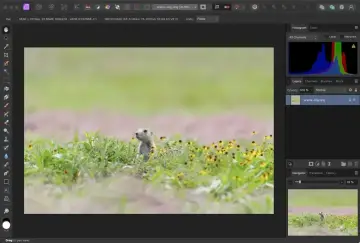Program do obróbki zdjęć z uroczym pieskiem preriowym w trawie. Widoczny panel z histogramem i warstwami.