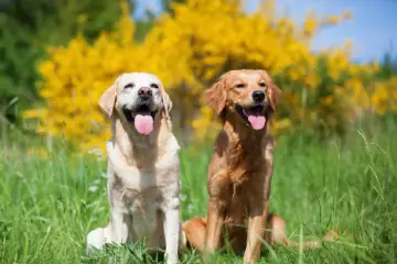 Dwa psy, jasny labrador i rudy golden retriever, siedzą w trawie na tle kwitnących krzewów.