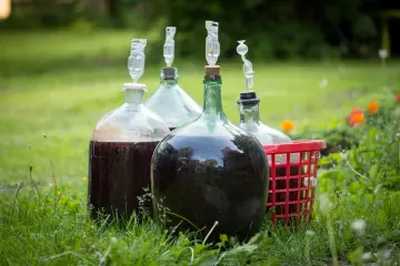 Butelki z nastawem do wina, gotowe do fermentacji. Tak zaczyna się przygoda, jak zrobić wino.