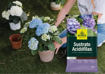 Manos cuidando hortensias azules y blancas. Al lado, un saco de sustrato para plantas acidófilas, ideal para hortensias.