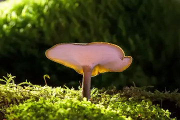 Grzybki reishi, podświetlone od spodu, wyrastają z gęstego, zielonego mchu.