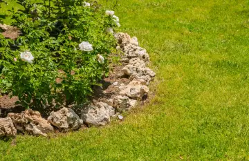 Obrzeże z kamienia polnego wokół krzewu róż, piękny sposób na podkreślenie rabaty.