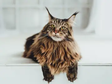 Długowłosy kot rasy Maine Coon z brązowym futrem leży na białej powierzchni.