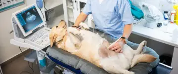 Weterynarz wykonuje USG suki. Koszt zastrzyku wczesnoporonnego dla suki zależy od kliniki.