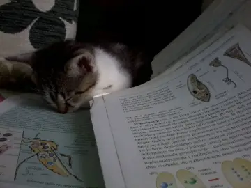 Śpiący kotek na książce do biologii na maturę. Nauka i odpoczynek w jednym.