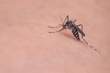 Un mosquito, vector de la leishmaniasis, se posa sobre la piel.