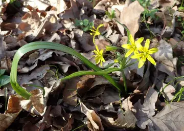 Małe żółte kwiaty wyrastające z suchych liści.
