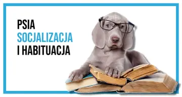 Szczeniak w okularach z książkami, symbolizujący psią socjalizację i naukę.