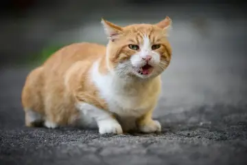 Pomarańczowy kot z otwartym pyszczkiem siedzi na szarym podłożu.