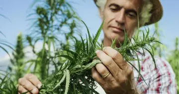 Rolnik w słomkowym kapeluszu bada roślinę konopi. Czy marihuana może pomóc w walce z depresją?