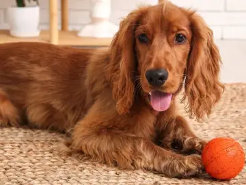 Rudy cocker spaniel z długimi, falującymi włosami leży obok pomarańczowej piłki. Czy cocker spaniel ma włosy czy sierść? Ten piesek ma piękne, długie włosy.