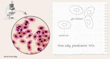 Etapy przygotowania preparatu mikroskopowego: obraz krwi żaby pod mikroskopem, powiększenie 400x. Schemat komórki krwi z jądrem.