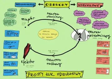 Schemat odruchów bezwarunkowych i warunkowych. Odruchy warunkowe, jak jazda na rowerze, mogą zanikać bez powtarzania, w przeciwieństwie do wrodzonych, które nie podlegają eksterminacji.