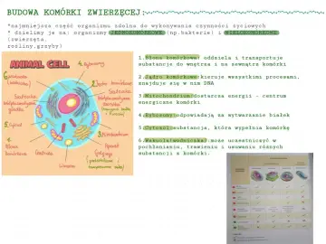Schemat budowy komórki zwierzęcej z opisem jej organelli.