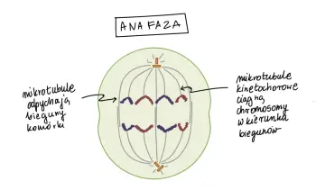Anafaza mitozy: chromatydy rozdzielone, ciągnięte do biegunów. Liczba chromosomów w komórkach potomnych będzie taka sama.