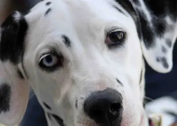Dalmatyńczyk z heterochromią, jedno oko niebieskie, drugie brązowe.