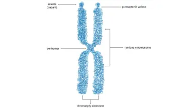 Schemat chromosomu z zaznaczonymi ramionami, centromerem, satelitą i przewężeniem wtórnym. Ukazuje stopnie upakowania DNA.