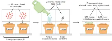 Eksperyment biologiczny: porównanie kiełkowania fasoli z wodą i bez. Woda to zmienna niezależna, kiełkowanie - zależna.