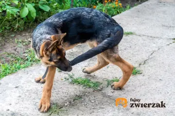 Gryzienie ogona u szczeniaka: Kiedy to normalne, a kiedy alarm?