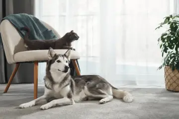 Piękny husky do adopcji leży na dywanie obok krzesła, na którym siedzi kot.