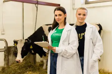 Studentki weterynarii w Lublinie w fartuchach badają krowę w oborze.