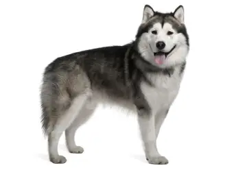 Uśmiechnięty alaskan malamute husky z wywieszonym językiem, gotowy na przygodę.