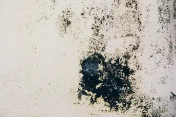 Ciemne, rozległe skupiska pleśni na jasnej, chropowatej powierzchni, przypominające ukryte miejsca w oczyszczaczu powietrza, gdzie gromadzi się pleśń.
