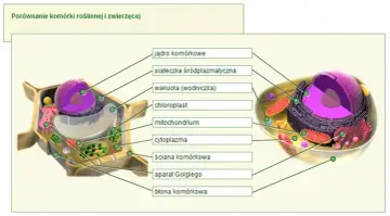 Porównanie budowy komórki roślinnej i zwierzęcej: jądro, siateczka, wakuola, chloroplast, mitochondrium, cytoplazma, ściana, aparat Golgiego, błona.