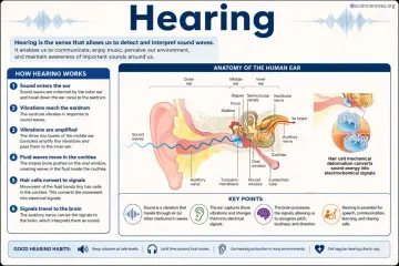 Le son est une vibration qui voyage dans l'air. L'image explique qu'est ce que le son et comment l'oreille le capte et le transmet au cerveau.
