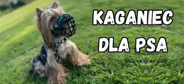 Mały piesek w kagańcu na trawie. Kaganiec dla boksera, ale pasuje też na inne rasy.