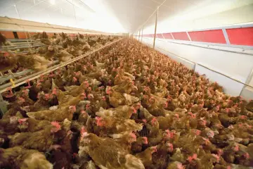 A large flock of brown chickens with red combs are crowded together in a long, brightly lit barn.