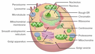 Schematische Darstellung einer eukaryoten Zelle mit Zellkern, Mitochondrien, ER und Golgi-Apparat.