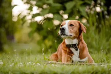 Uroczy piesek w trawie, czekający na powrót do domu po zabiegu sterylizacji psa.