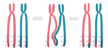 Ilustracja pokazuje crossing over w biologii: wymiana fragmentów między chromosomami, prowadząca do rekombinacji genów.