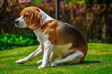 Smutny beagle siedzi na trawie. Może potrzebuje ranigast dla psa dawka, by poczuć się lepiej.