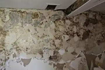 Un mur en pierre rongé par la mérule, le papier peint se détache, révélant des taches sombres et humides.
