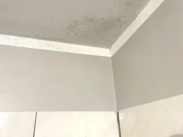 Narożnik pokoju z widocznym zielonkawym nalotem, który przypomina grzyb na ścianie.