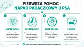 Pierwsza pomoc przy atakach padaczki u psa: rozpoznawanie, postępowanie podczas i po ataku, czego nie robić. Twoja wiedza ratuje życie.