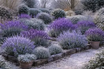 Ein Garten mit verschiedenen Lavendel-Sorten, die in voller Blüte stehen. Die violetten Blüten bilden einen schönen Kontrast zu den graugrünen Blättern und dem Kiesweg.