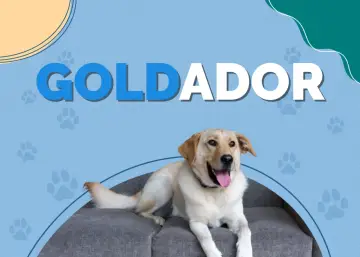 Uśmiechnięty golden labrador mix leży na szarej poduszce. Nad nim napis "GOLDADOR".