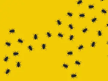 Muchas cucarachas negras se arrastran sobre un fondo amarillo brillante. Las cucarachas transmiten enfermedades.