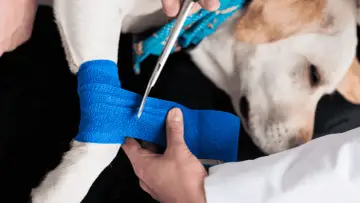 Weterynarz zakłada bandaż na łapę psa.