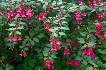 Krzew fuksji w pełnym rozkwicie, z mnóstwem różowo-fioletowych kwiatów zwisających jak małe dzwoneczki. To piękny widok, gdy hibiskus kwitnie latem.