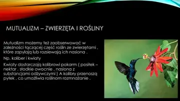 Koliber pije nektar z kwiatu, ilustrując **mutualizm** – wzajemną korzyść między zwierzętami a roślinami.