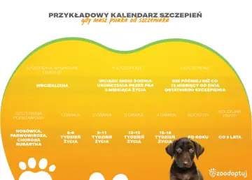 Kalendarz szczepień psa: wścieklizna, nosówka, parwowiroza. Dowiedz się, ile kosztuje szczepienie psa i kiedy podać kolejne dawki.